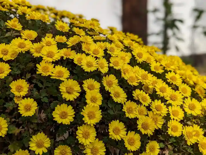 鹿王院(京都府)