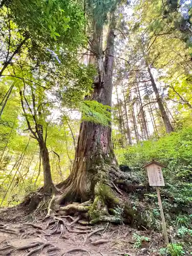 花園神社の自然