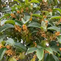 豊景神社の自然