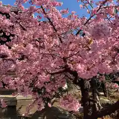 桜神宮の自然