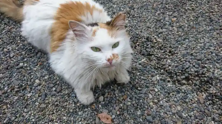 阿邪訶根神社の動物