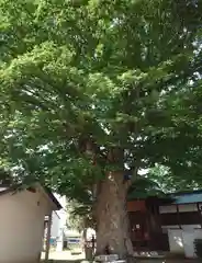 柳原神社(長野県)