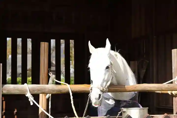 賀茂別雷神社(上賀茂神社)の動物