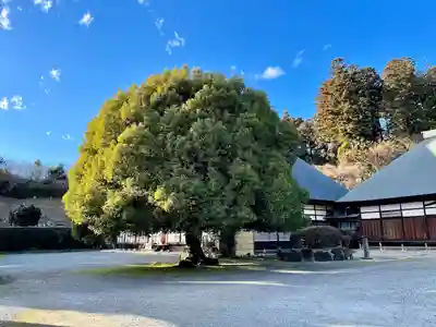 医王寺(栃木県)