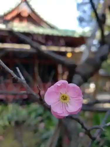赤坂氷川神社(東京都)