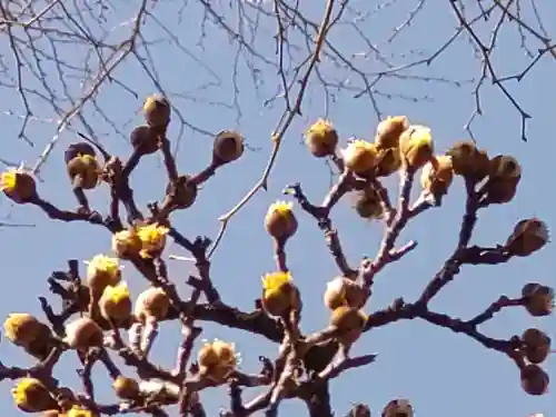 町田天満宮の自然