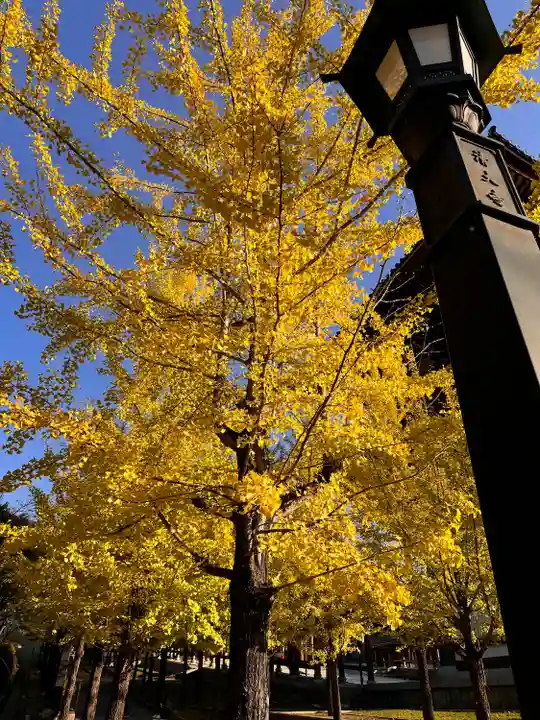 清大寺(越前大仏)(福井県)