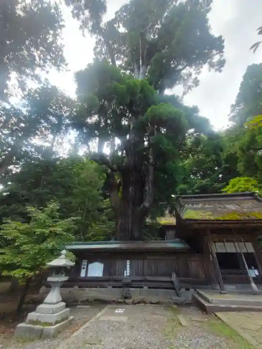 若狭姫神社(若狭彦神社下社)(福井県)