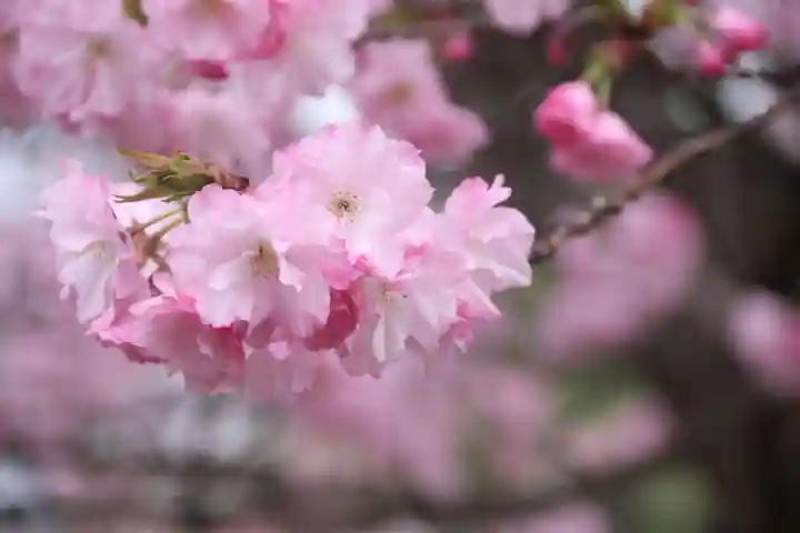 滑川神社 - 仕事と子どもの守り神の自然