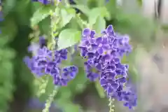 今戸神社の自然