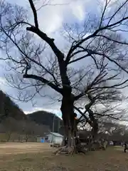 新宮八幡神社の自然