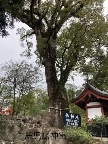 鹿児島神宮(鹿児島県)