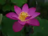 極楽山 浄土寺の自然