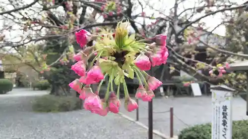 大報恩寺（千本釈迦堂）の自然