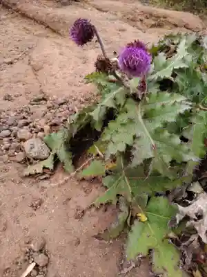 公時神社(神奈川県)