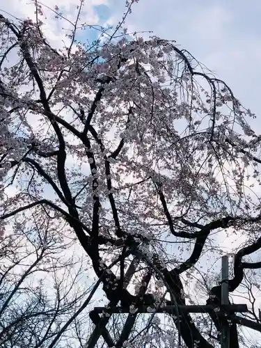 平野神社の自然