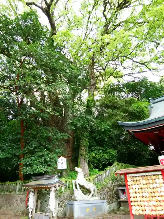 八幡朝見神社の自然