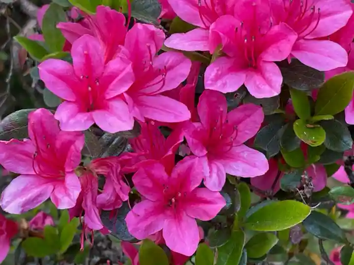 塩船観音寺の自然