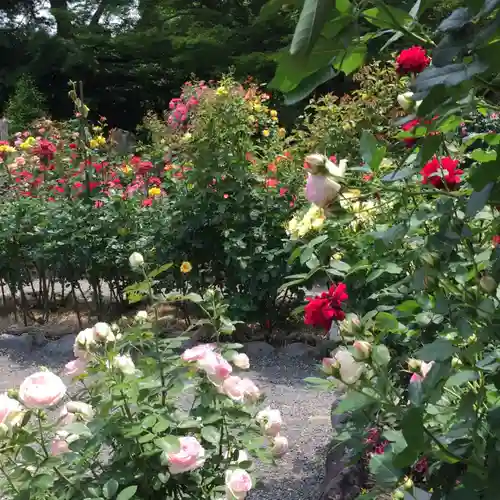 伊勢神宮内宮（皇大神宮）の自然