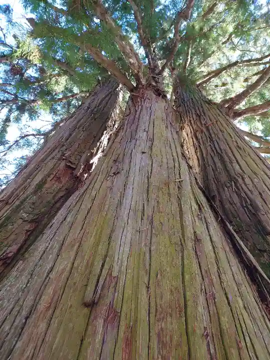 戸隠神社中社の自然