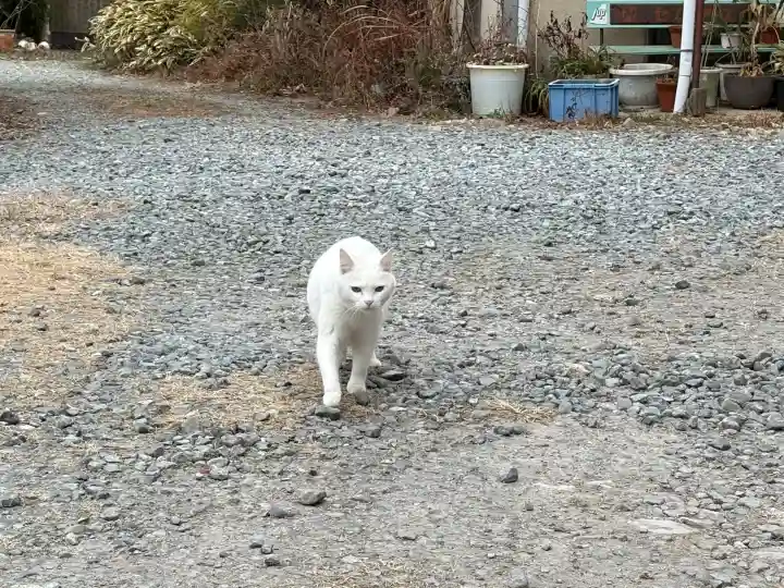 神咒寺の{uncategorized: "未分類", other: "その他", undefined: "問題あり", building: "その他建物", grave: "お墓", sacred_gate: "鳥居", guardian: "狛犬", statue: "像", buddha: "仏像", history: "歴史", nature: "自然", garden: "庭園", animal: "動物", pagoda: "塔", temizu: "手水舎", mountain_gate: "山門・神門", sanctuary: "本殿・本堂", subordinate: "末社・摂社", art: "芸術", scenery: "景色", jizo: "地蔵", ema: "絵馬", goshuin: "御朱印", omikuji: "おみくじ", items: "授与品その他", amulet: "お守り", goshuincho: "御朱印帳", eats: "食事", festival: "お祭り", votive_dance: "神楽", shichigosan: "七五三参", wedding: "結婚式", experience: "体験その他", initially: "初詣", around: "周辺", anti_infection: "感染症対策"}