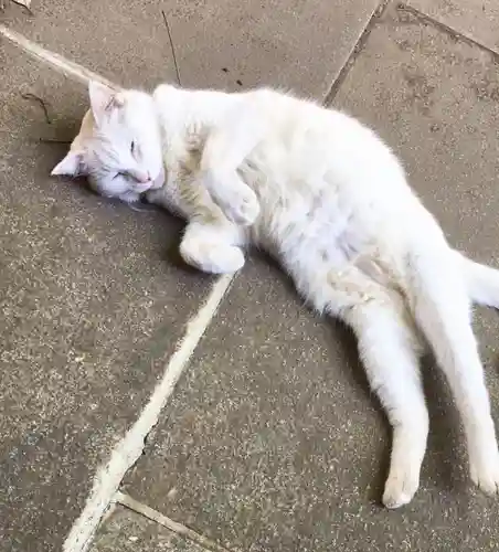 愛宕神社の動物