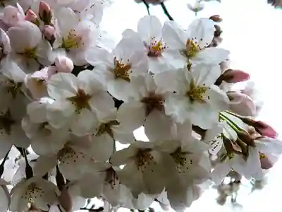 福岡縣護國神社の自然