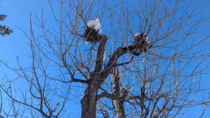 西御料地神社の自然