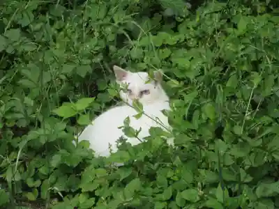 円通寺(埼玉県)