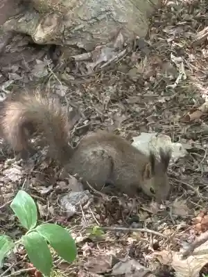 神楽神社(北海道)