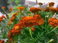 滑川神社 - 仕事と子どもの守り神の手水舎