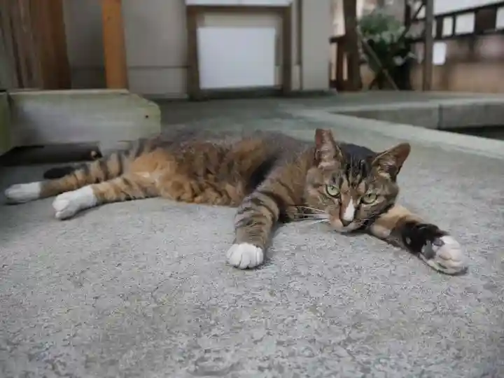銀杏岡八幡神社の動物
