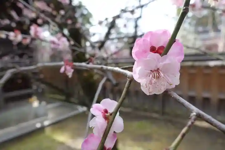 北野天満宮の自然