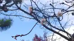 車折神社の自然