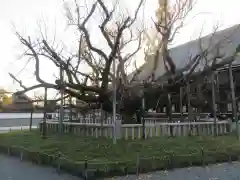 本願寺（西本願寺）(京都府)