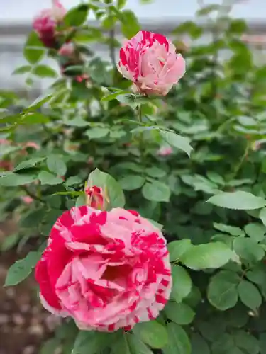 子安神社(茨城県)