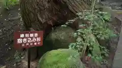 岩角山 岩角寺の自然