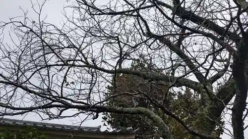 極楽寺（霊鷲山感應院極楽律寺）の自然