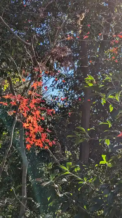 松ヶ崎大黒天 妙圓寺(妙円寺)(京都府)