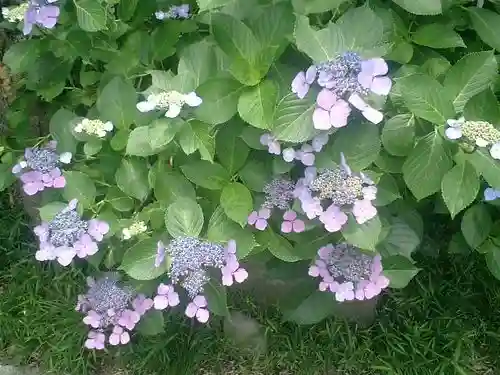 五所神社の自然