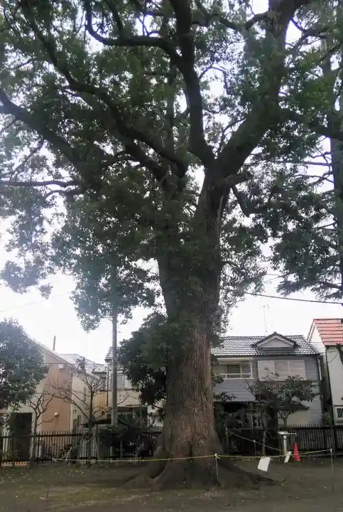 大松氷川神社の自然