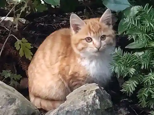 鹿角八坂神社の動物