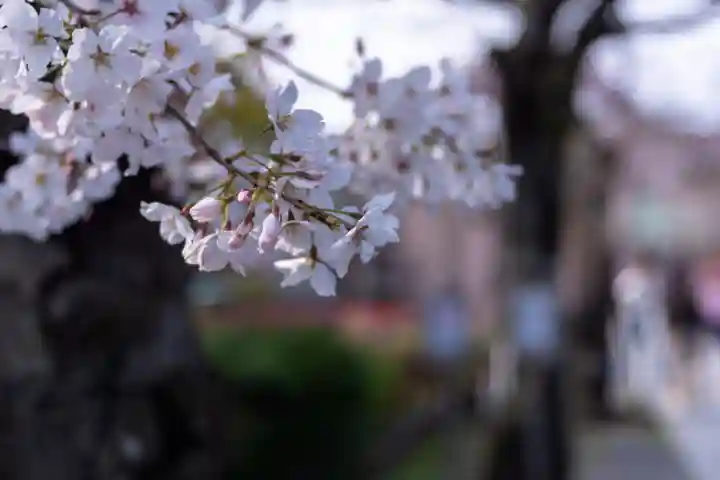 三嶋大社(静岡県)