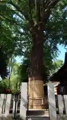 田無神社(東京都)