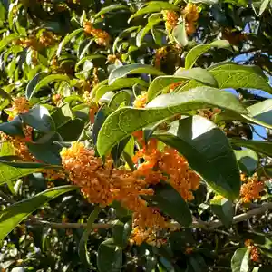 豊景神社の自然(2022年10月03日(月) 14時22分59秒投稿)