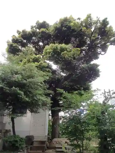 池袋水天宮の自然