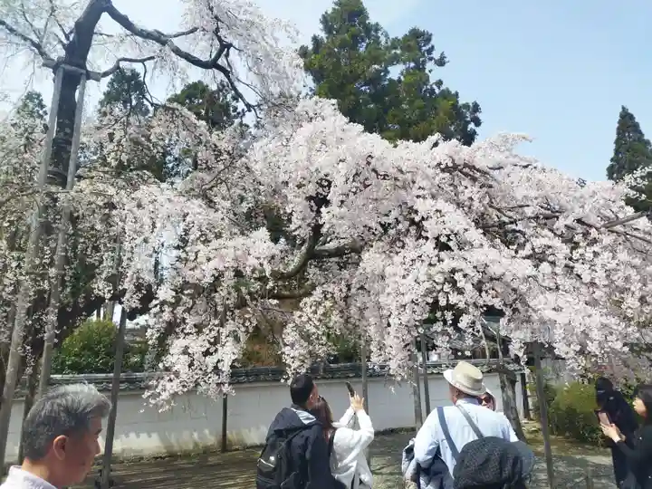 三宝院(三宝院門跡)(京都府)