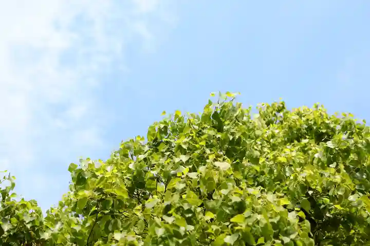 三津厳島神社の自然
