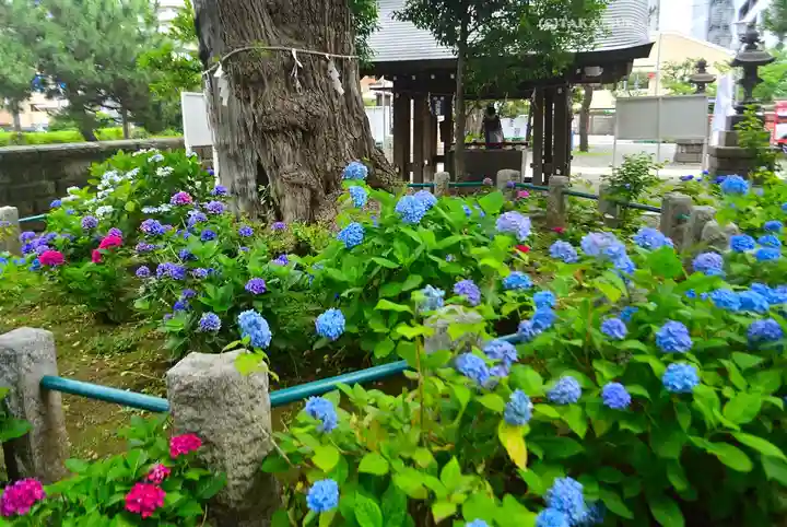 磐井神社(東京都)