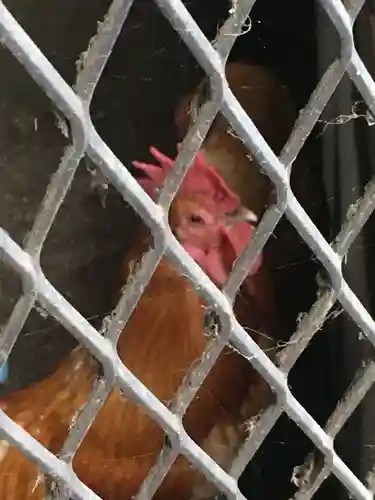鷲宮神社の動物
